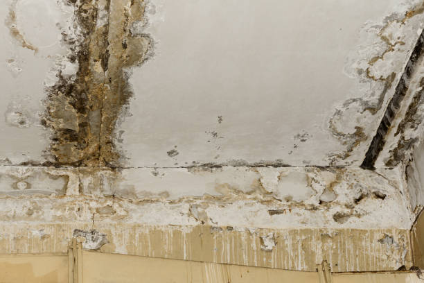 Best Water Damage & Mold Remediation  in Suncook, NH