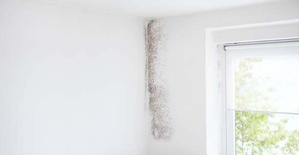 Best Emergency Mold Remediation  in Suncook, NH