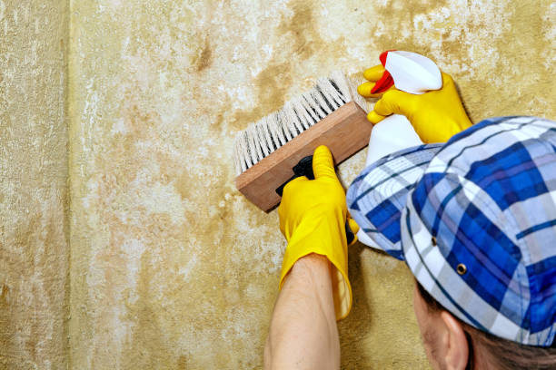 Best Mold Odor Removal Services  in Suncook, NH